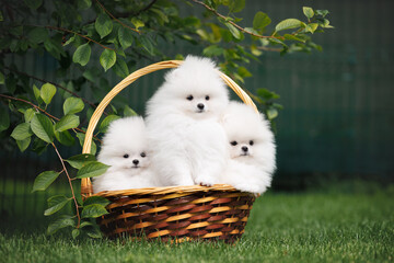 Wall Mural - three white pomeranian spitz puppies sitting in a basket together outdoors in summer