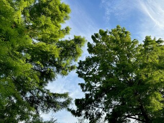 Wall Mural - Beautiful green trees against blue sky, low angle view