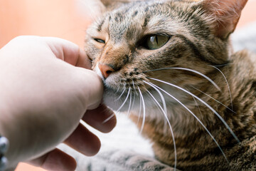 A close-up shot of a tabby cat nuzzling a human hand, showing affection and comfort