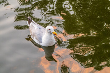 Wall Mural - Seagull, The European herring gull, swims in the sea