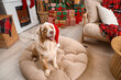 © Pixel-Shot - Australian Shepherd dog in Santa hat at home on Christmas eve