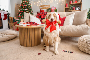 Poster - Australian Shepherd dog in Santa hat with gift snack at home on Christmas eve