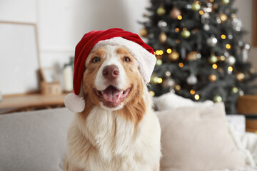 Wall Mural - Australian Shepherd dog in Santa hat at home on Christmas eve, closeup