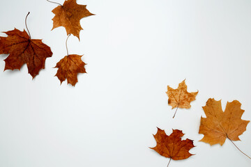 Wall Mural - Golden orange autumn leaves of maple tree on white background. Top view. Copy space