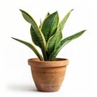 © Nam Sara - A snake plant in a clay pot on a white background.