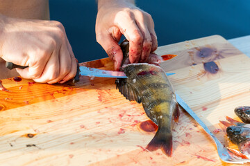 cleaning and preparing fish. making fillets with knife on wooden board