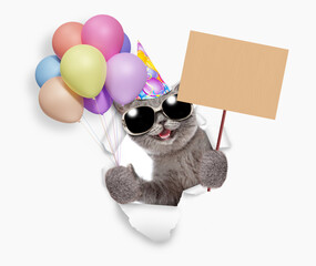 Wall Mural - Happy cat wearing sunglasses and party cap holding balloons and showing empty placard, and looking through the hole in white paper