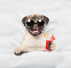 Fototapete - Funny Pug puppy wearing sunglasses holds watermelon cocktail and relaxing on the bed at beauty salon. Top down view