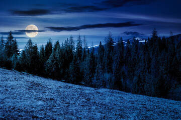 Wall Mural - scenery with coniferous forest on a grassy hill at night. mysterious mountain landscape in full moon