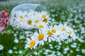 Wall Mural - Field with daisies