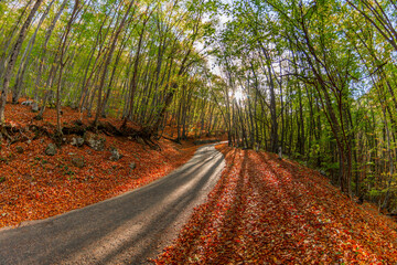 Canvas Print - Autumn forest