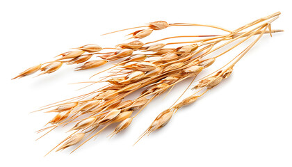 Wall Mural - oat spike or ears isolated on white background close-up