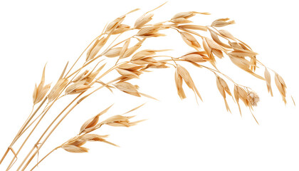 Wall Mural - oat spike or ears isolated on white background close-up