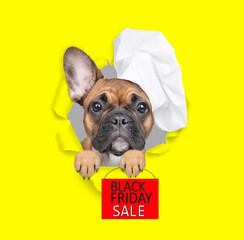 Poster - Serios French bulldog puppy wearing chef's hat looking through a hole in white paper and holding signboard with labeled 