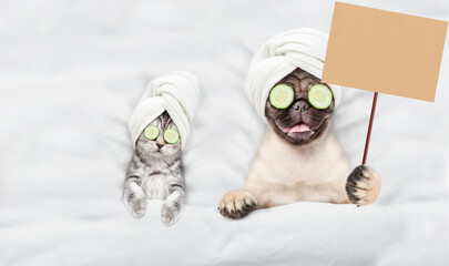 Wall Mural - Cute kitten and pug puppy with towel on their heads, with cream on their faces and with a pieces of cucumber on their eyes relaxing on the bed at spa salon and showing blank placard. Top down view