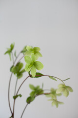 hellebores or Helleborus flower blooming plant closeup in home decor design decoration, natural eco concept