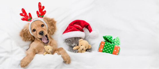 Sticker - Yawning English Cocker spaniel puppy dressed like santa claus reindeer  Rudolf lying with cozy kitten under white blanket at home. Kitten hugs toy bears. Top down view. Empty space for text