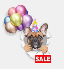 Poster - Funny French Bulldog wearing party cap looks through a hole in white paper, holding balloons and showing signboard with labeled 