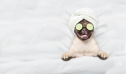 Wall Mural - Funny Pug puppy with towel on it head and with a piece of cucumber on it eyes relaxing on the bed at home. Top down view. Empty space for text