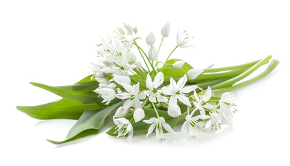 Wall Mural - the flower of wild garlic isolated on white background.