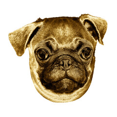 Wall Mural - Gold pug puppy sticker with a white border