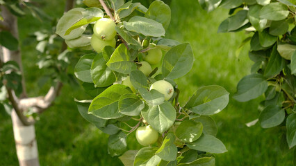 Green branch of apple tree with leaves and ripe fruits apples in the garden. Fresh and juicy apples ready for harvest. Rural landscape, Orchard. 