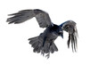 © Juha Saastamoinen - A beautiful raven (Corvus corax) in flight isolated on transparent background