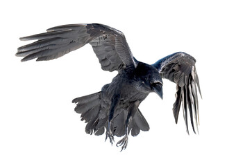 a beautiful raven (corvus corax) in flight isolated on transparent background