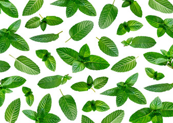 Wall Mural - Fresh green leaves of mint, lemon balm, menthol, peppermint isolated on transparent background. With clipping path. Cut out spice leaves for design, advertising, mockup. Spearmint herbs