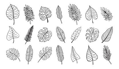 Wall Mural - botanical hand drawn exotic leave. tropical palm leave sketch, isolated linear doodle style.
