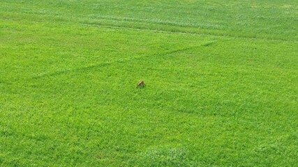 Wall Mural - Aerial view deer grazing on lush green field.