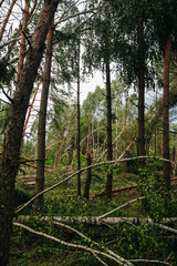 Windfall in forest. Storm damage. Fallen trees in coniferous forest after strong hurricane wind