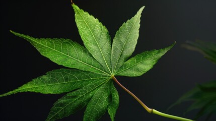 Japanese maple s green leaf