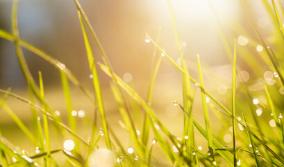 Wall Mural - Morning Dew Drops on Green Grass, Nature Background