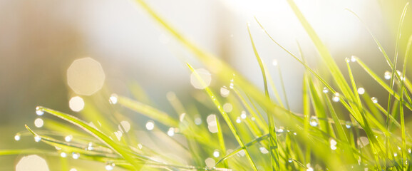 Sunny spring meadow blur background with green grass and bokeh sun light