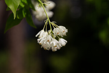 Wall Mural - A close up shot of bell-shaped, fragrant buds and flowers of the Staphylea Pinnata amid green leaves spring flower background