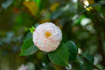 Wall Mural - White camellia flower in bloom during springtime. Beautiful flowers in the garden close up.