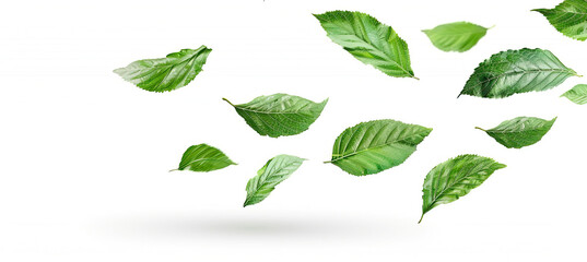 Wall Mural - Flying Green Leaves Isolated on White Background, Floating Leaf Imagery, High-Resolution Nature Elements, Dynamic Leaf Motion, Fresh and Vibrant Greenery, Clean and Simple Design