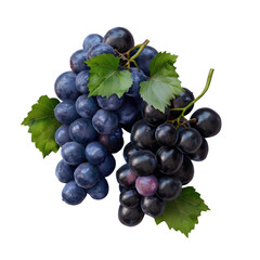 Isolated black grapes and blue grapes with leaves on a transparent background with clipping path and full depth of field.