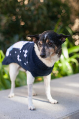 cute old adopted dog in christmas sweater at green park walking, mixed breed dog on a walk, adopt don't shop