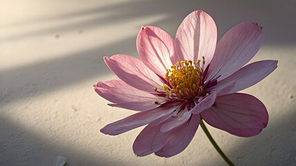 Canvas Print - pink lotus flower, ai generated