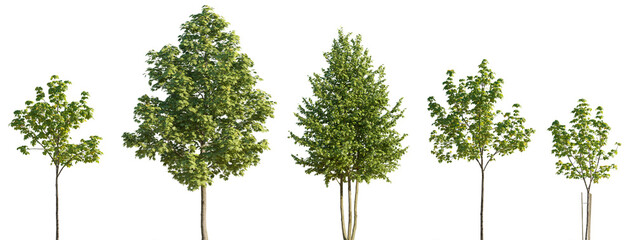 Wall Mural - street summer trees (tilia, linden, platanus, maple) medium and small isolated png on a transparent 