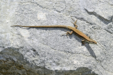 Poster - Mauereidechse // Common wall lizard (Podarcis muralis) - Prevoj Orjen Sedlo, Montenegro