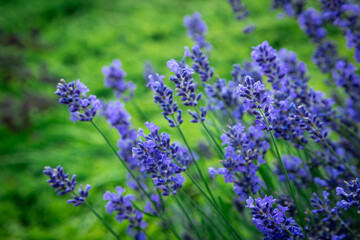 close up shot of lavender flowers summer garden Floral Pattern for Nature-Themed Decoration, blue Blooms for Garden-Inspired Wallpaper or Desktop Background