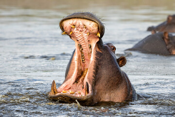 Poster - Hippopotamus shows dominant behaviour. A close encounter from a boat in the Chobe River on the border between Botswana and Namibia. 