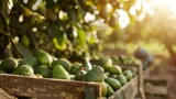 Wooden crate full of avocado fruit in plantation farm field