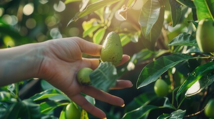 Canvas Print - Hand picking avocado fruit in plant in plantation farm field