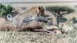 © Prompt World - Leopard attacking gazelle in African savanna, intense wildlife predator and prey scene