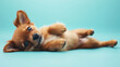 © Volodymyr - A cute brown puppy lying on its back on a soft blue background. The pastel color and the puppy's relaxed pose create a calming and sweet image.