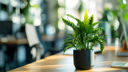 Sticker - A potted green plant on an office desk, illuminated by soft, natural light, bringing a touch of nature into a modern workspace.